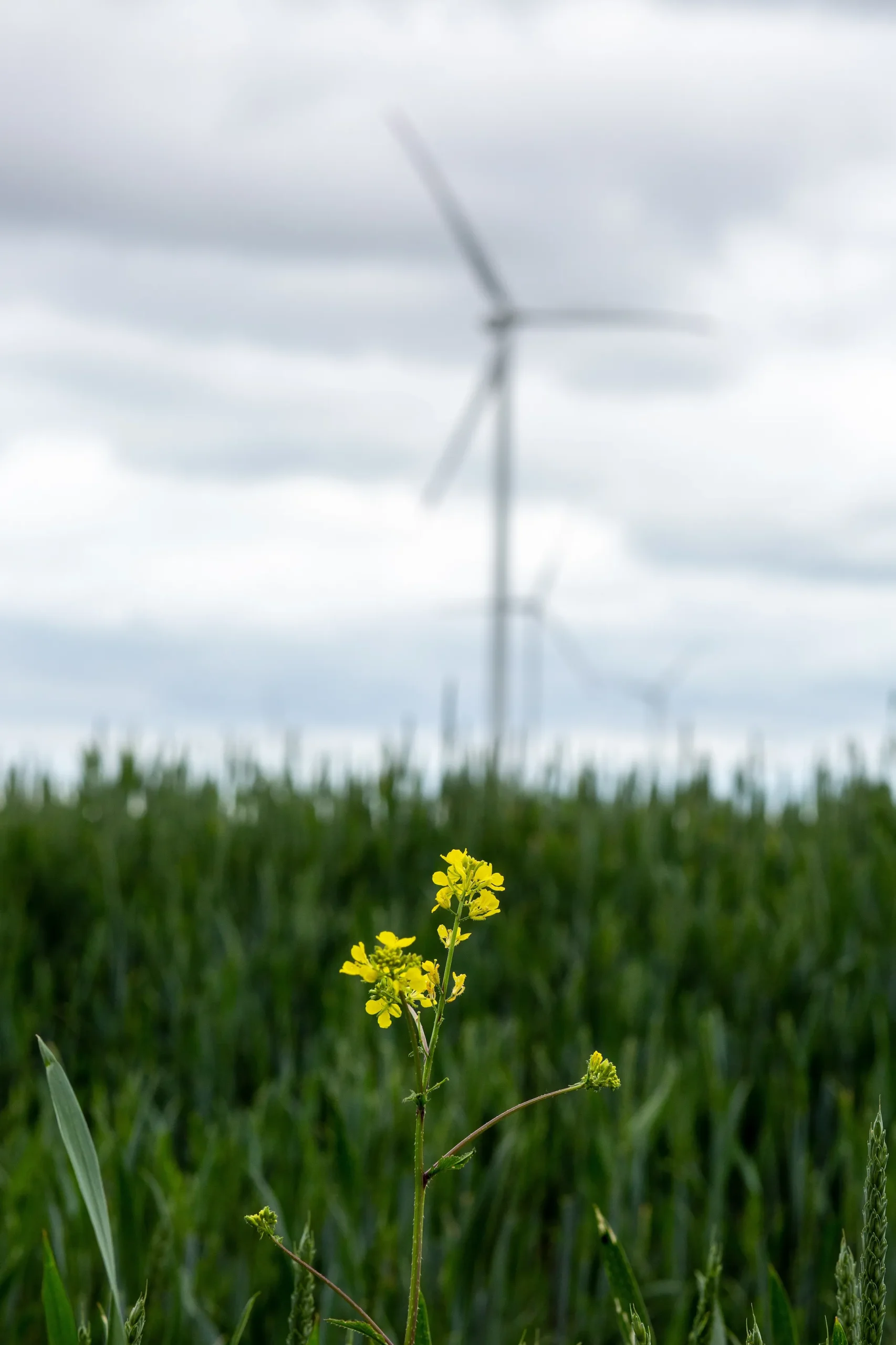 closeup-wild-yellow-flowers-field-with-white-windmills-blurry